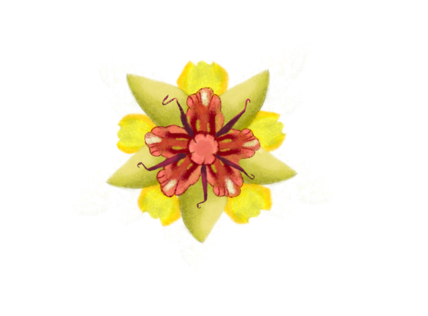 Le fleur de cacao