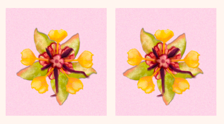 Le fleur de cacao